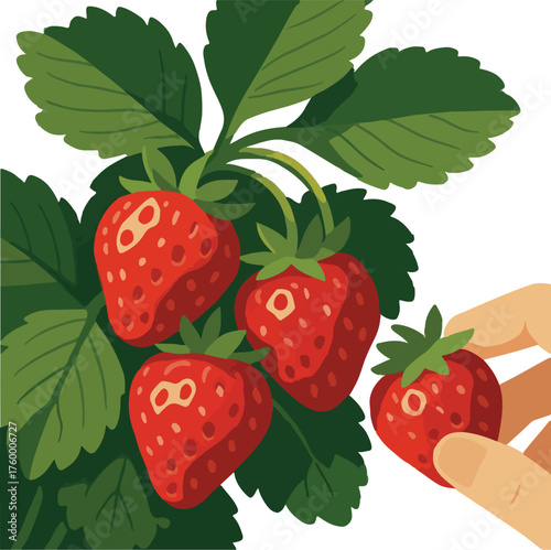 Hand picking ripe red strawberries from green plant