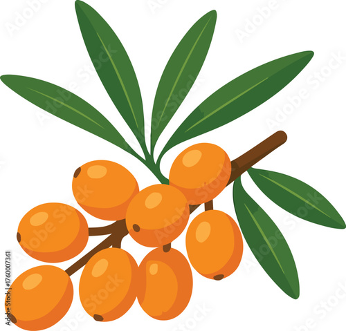 Orange sea buckthorn berries on a branch with green leaves
