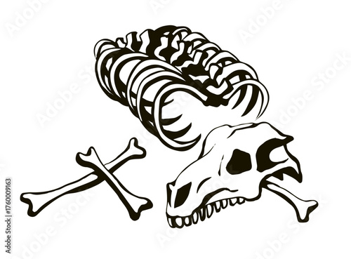 Bones and skull of a horse. Vector drawing