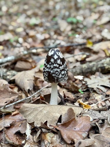 Woodpecker dung ( Coprinopsis picacea) is an inedible mushroom from the Psatirellaceae family . Other names: dung beetle, mottled dung beetle, resinous dung beetle. High quality photo