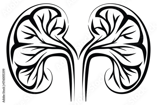 Human kidneys depicted as a monochrome vector, showcasing the renal anatomy in detail