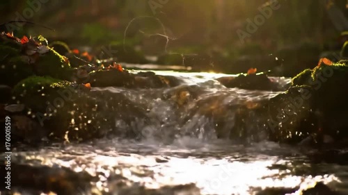 Golden Hour Forest Stream with Warm Reflections 