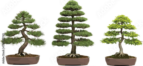 Three bonsai trees, twisted trunk pine, tiered conical foliage, broad leaf design, miniature potted plants, botanical art, nature decor