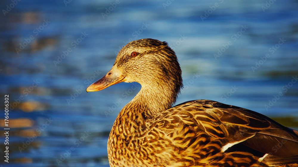 Fototapeta premium Close-up Portrait of a Wild Mallard Duck.