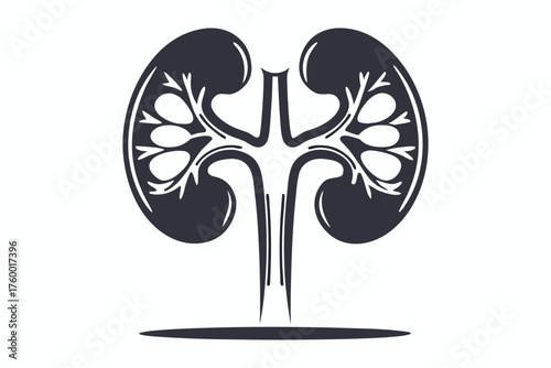 Anatomical kidney model illustrates intricate renal arteries and veins in simplicity