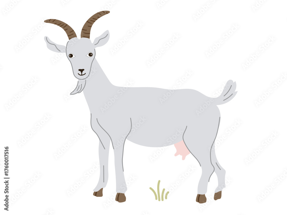 Fototapeta premium A charming illustration of a grey goat with prominent horns and an udder, standing on the grass. Decor element for farm, animal, dairy, rural, and educational designs, representing domestic livestock