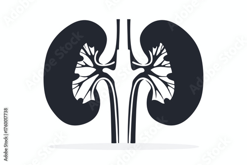 Dark kidneys with white blood vessels are displayed against a stark white background