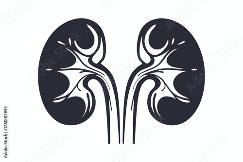 Black and white kidney shape shows branchlike pattern within the organ drawing