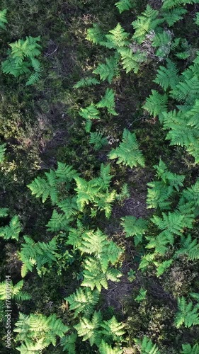 Cinematic spiral drone descent above summer vegetation