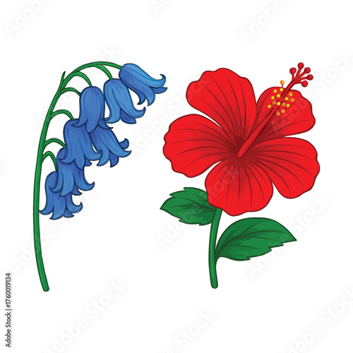 Vibrant red hibiscus flower and delicate bluebells on a clean white background showcasing tropical and woodland flora