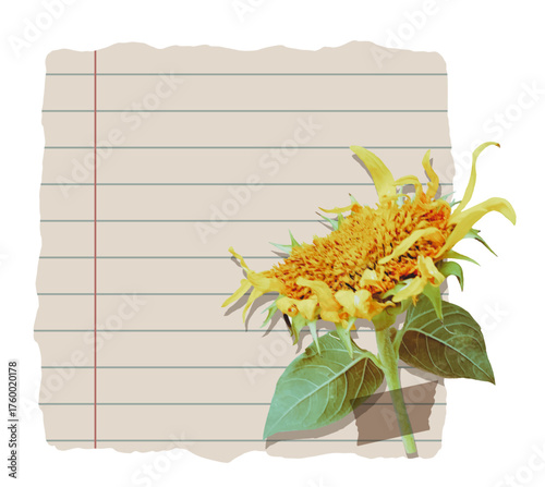 Torn notebook paper with sunflower and  adhesive tape. Cut sheet for collage
