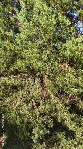 Aerial drone lifting up behind tree in green woodland