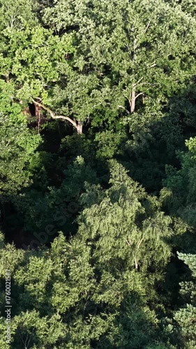 Slow vertical drone flyover above dense green forest