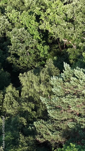Slow vertical drone flyover above dense green forest