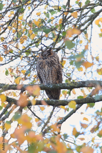 A long-eared owl sits and sleeps on an autumn tree. Autumn mood concept.