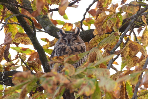 A long-eared owl sits and sleeps on an autumn tree. Autumn mood concept.