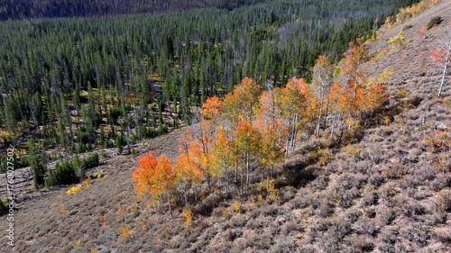 Fall colors abound on a grove of aspen trees in the Idaho wilderness