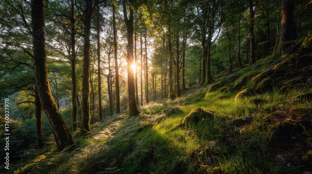 Obraz premium A forest with a sun shining through the trees. The sun is bright and warm, casting a golden glow on the trees and grass. The scene is peaceful and serene, with the sun shining through the trees