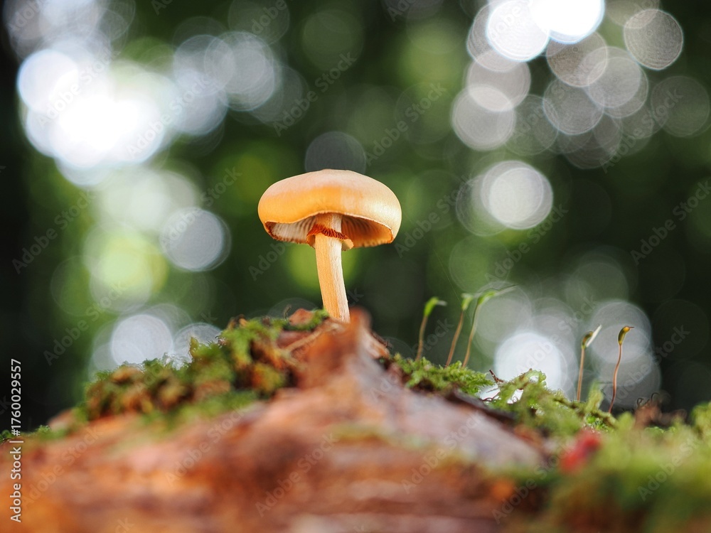 Fototapeta premium Pilz im Wald als Makro mit unscharfem Hintergrund