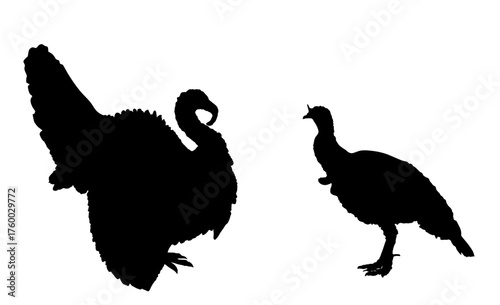Wild turkey family flock vector silhouette illustration isolated on background. Meleagris gallopavo. Male and female turkey bird symbol. Shape turkey shadow. Farm birds village symbol.