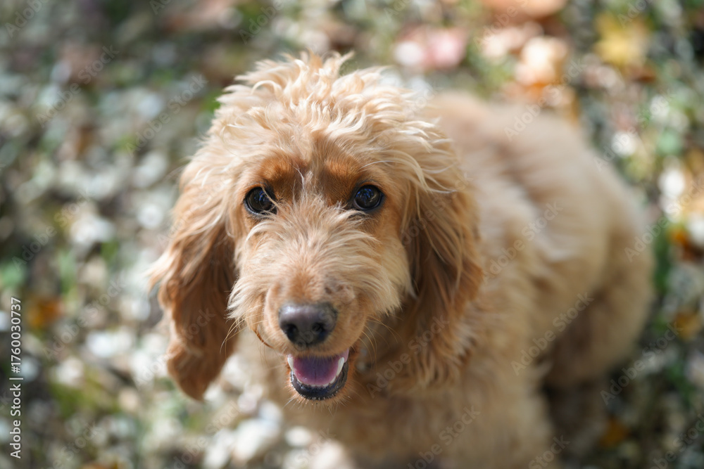 Fototapeta premium Dog shaggy red spaniel looks into camera