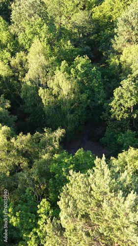 Slow vertical drone flyover above dense green forest