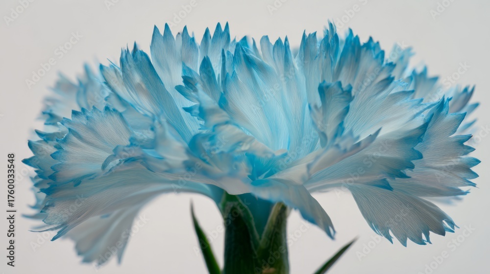 Obraz premium shaggy. Light blue flower with fluffy petals displayed against white background, gardening catalogs, home-decor guides, designed for gardening and botanical catalogs. 
