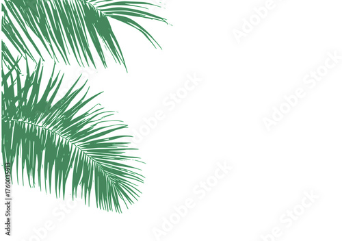 Delicate green palm fronds with feathery leaves curve gently in the top-left corner against a crisp white background — fresh, tropical, and ideal for summer designs.