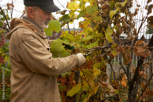 Autumn gardening. An adult man trims a grape vine on a trellis with pruning shears.