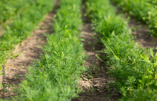 Green dill leaves in the garden. Organic farm. Healthy eating. Foods rich in vitamins. Agricultural industry. Natural background. Fragrant seasoning.