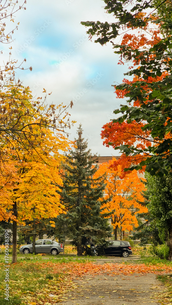 Naklejka premium autumn in the forest