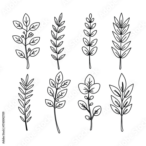 Diverse Collection of Hand Drawn Botanical Leaf and Branch Line Art Elements