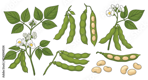 Edible green pods and beans from soy plants with flowers and leaves.