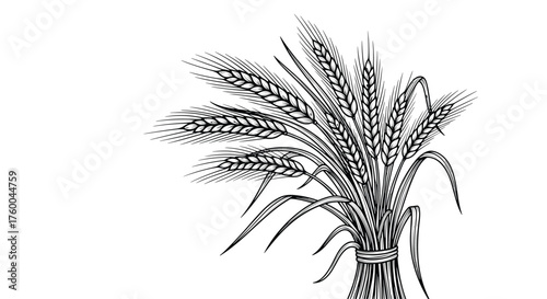 A bunch of wheat stalks tied with a ribbon.