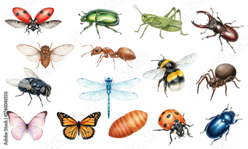 Watercolor Insect and Bug Collection Set Entomology