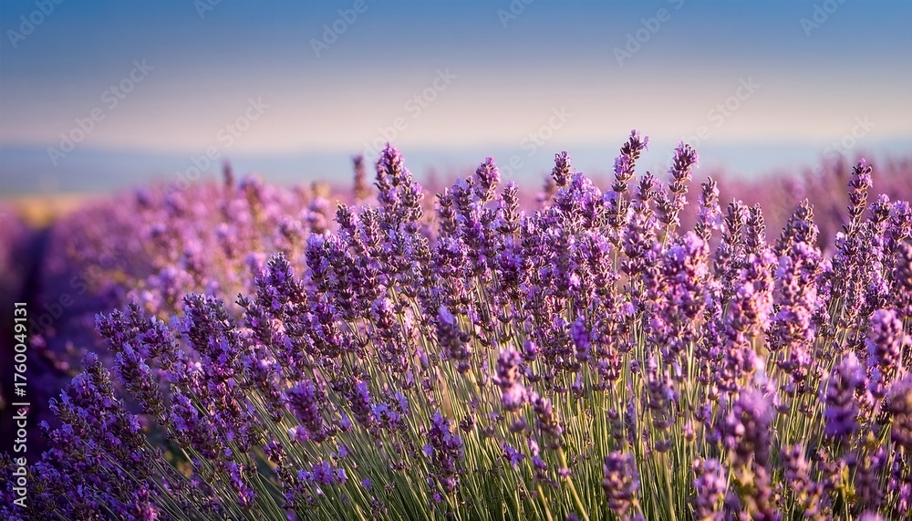 Naklejka premium A Field Of Tiny Purple Lavender Flowers Blooms In Summer With An Aromatic Fragrance The Intense Violet Colored Flower Blooms Are On Thin Green Stems There S A Pale Blue Sky In The Background