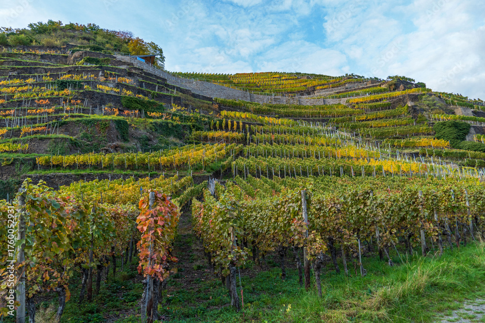 Naklejka premium Weinanbau an der Ahr
