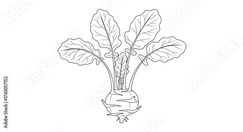 A drawing of a kohlrabi plant with its bulbous stem and leafy greens.