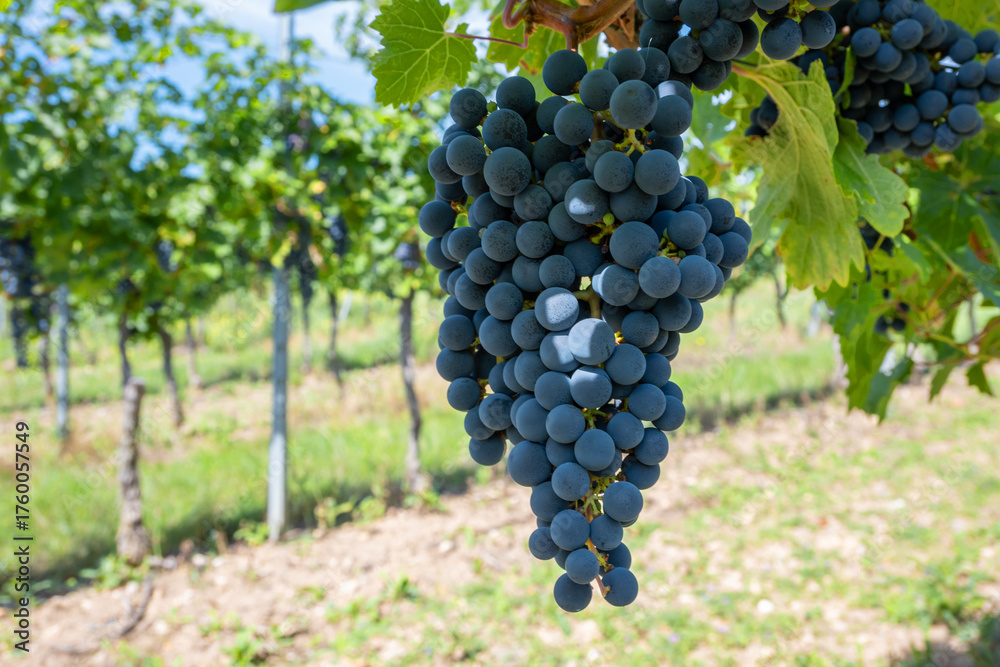 Obraz premium Large bunche of red wine grapes in summer vineyard.