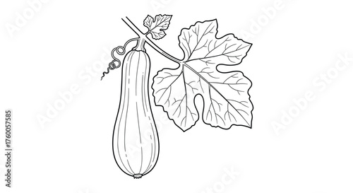 An illustrated drawing of a long squash hanging from a vine with a large leaf.
