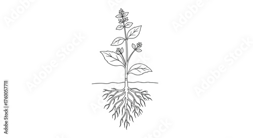 A detailed scientific illustration of a plant showing its root system and floral structures above ground.