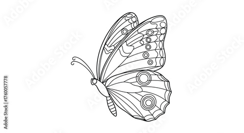 A detailed line drawing of a butterfly's delicate wings and elegant body.