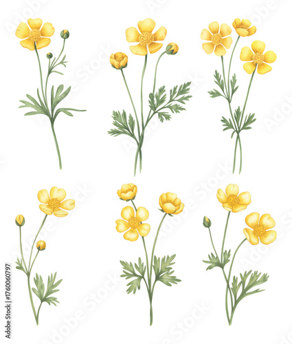 Watercolor meadow buttercup flower. Yellow meadow buttercup flowers hand painted in watercolor soft green leaves.