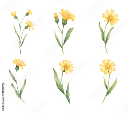 Watercolor meadow buttercup flower. Yellow meadow buttercup flowers hand painted in watercolor soft green leaves.