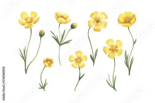 Watercolor meadow buttercup flower. Yellow meadow buttercup flowers hand painted in watercolor soft green leaves.