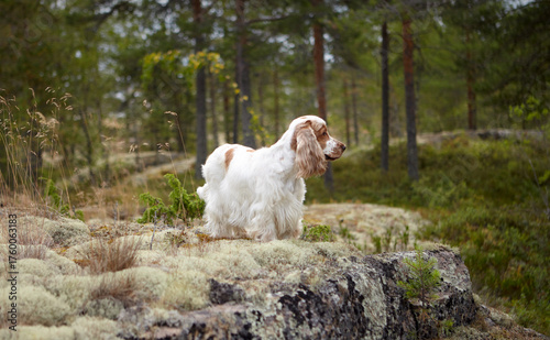 Wild nature. Portrait of an English Cocker spaniel. The dog stands on a rocky ledge covered with moss. The head is turned to the right. Orange-roan color.