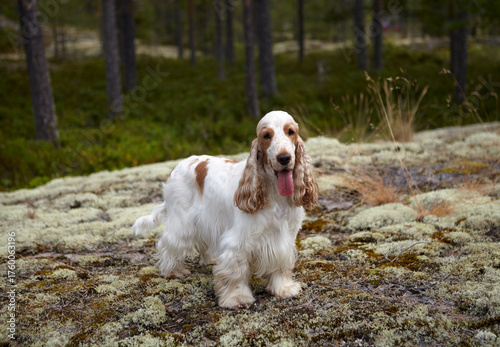 Portrait of an English Cocker Spaniel. The dog stands on a mossy rocky ledge, looking into the camera. Wildlife. Orange roan color.