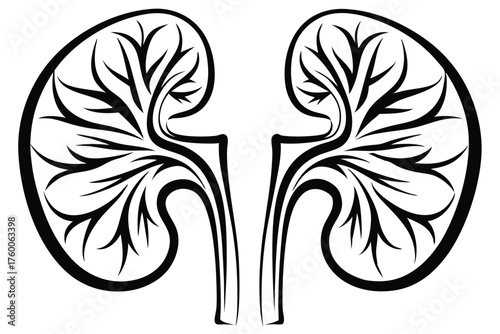 Stylized kidney silhouette shows internal structure in dark gray against a white background