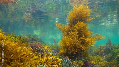 Algae below water surface, underwater seascape in the Atlantic ocean, natural scene, Spain, Galicia