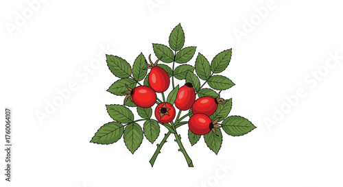 A bunch of ripe rose hips on a plant with green leaves.
